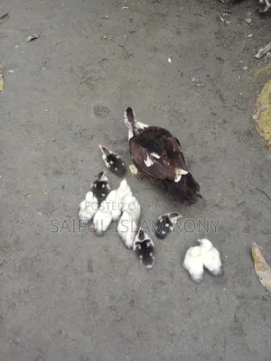 Chinese ducklings will be sold.