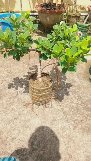 বট বনসাই