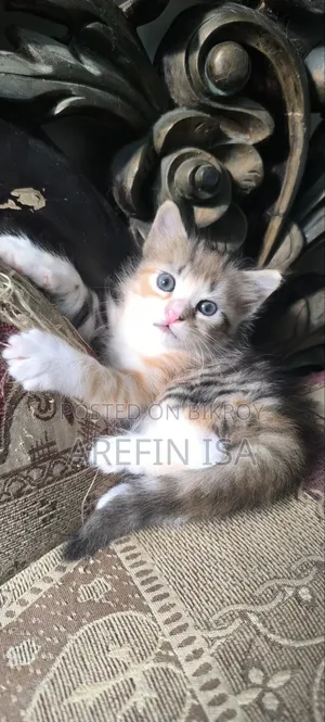 1-3 months Female Mixed Breed Persian