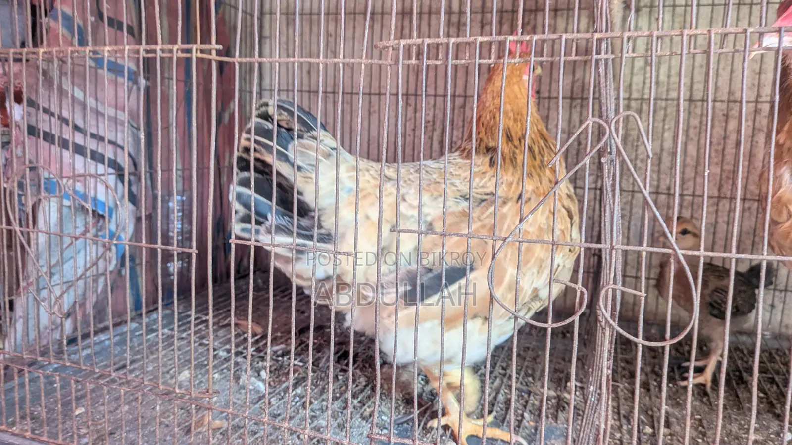 দেশি মুরগি ঘরের পালা