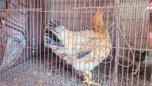 দেশি মুরগি ঘরের পালা