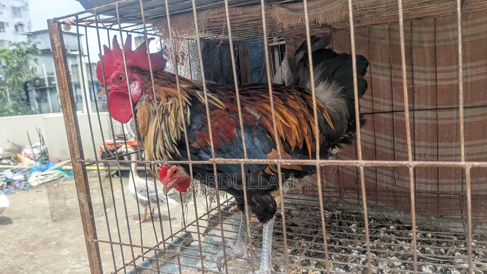 দেশি মুরগি ঘরের পালা