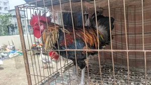 দেশি মুরগি ঘরের পালা