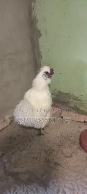 European Silky
