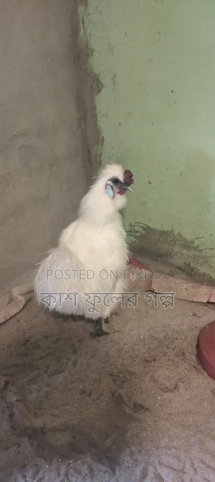 European Silky