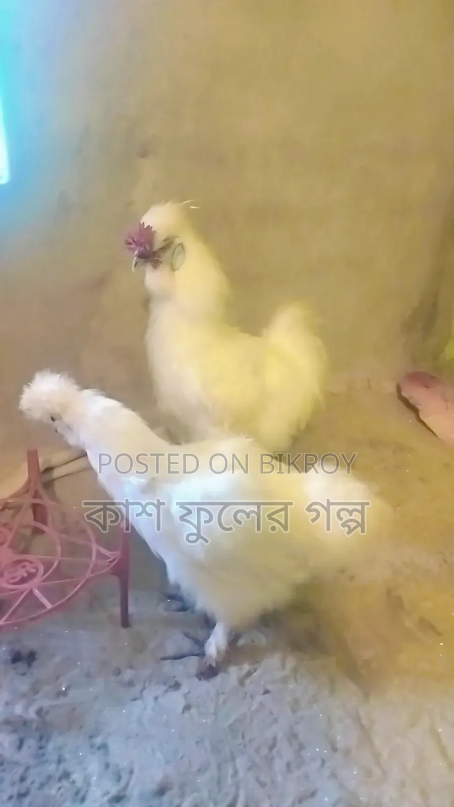 European Silky
