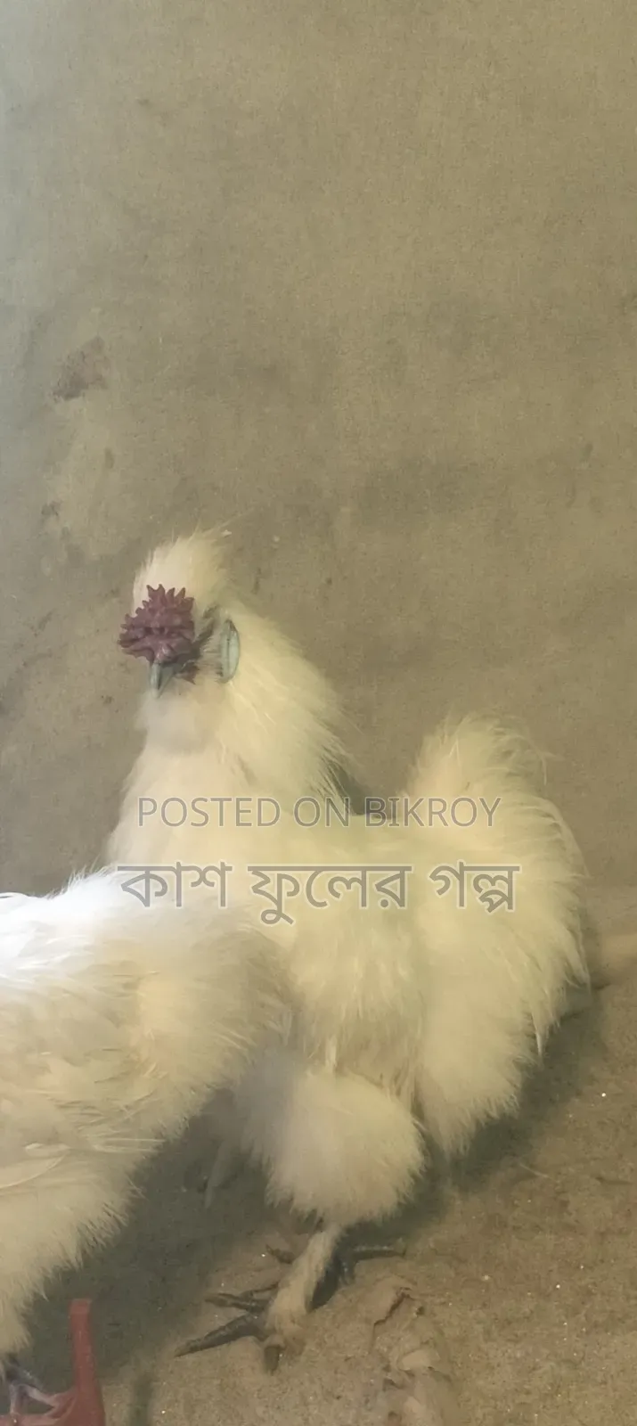 European Silky