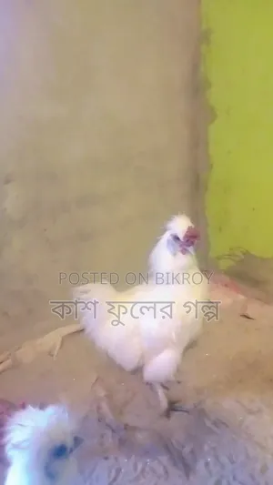 European Silky