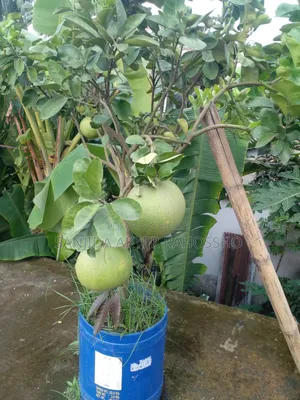 Trees for Sale