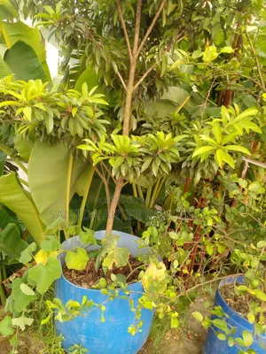 Trees for Sale