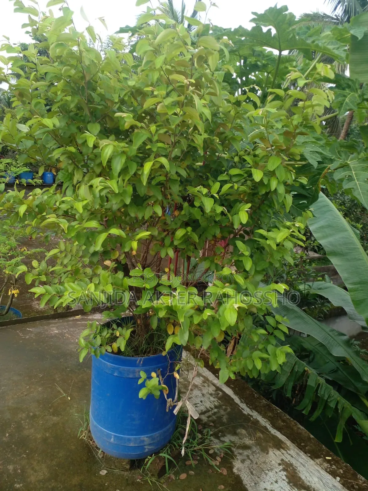 Trees for Sale