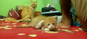 1-3 Months Female Mixed Breed Persian
