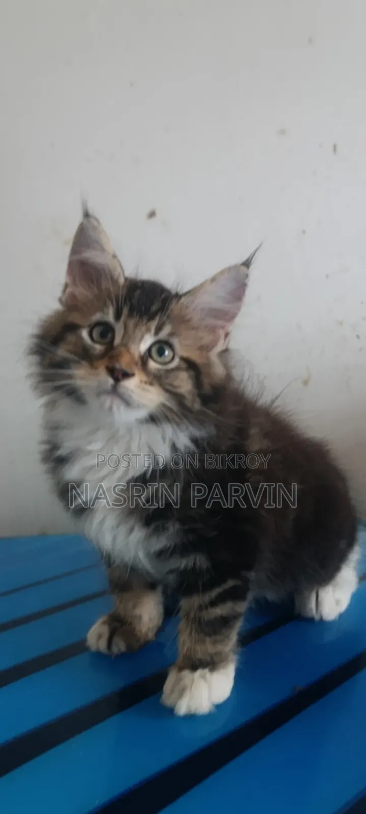 1-3 Months Female Purebred Maine Coon