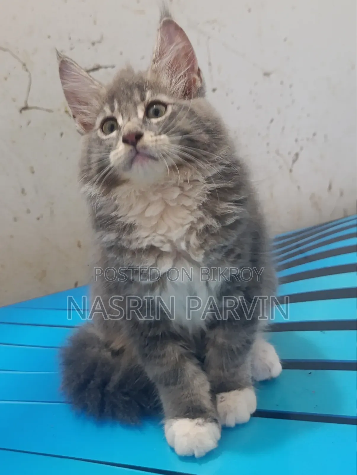 1-3 Months Female Purebred Maine Coon