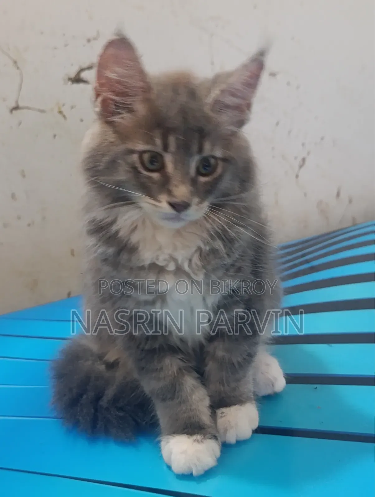 1-3 Months Female Purebred Maine Coon