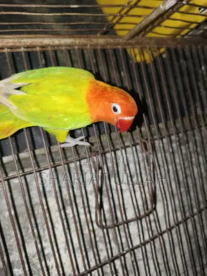 লাভ বার্ড ( Love Bird )