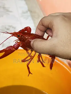Big Red Clarkii Crayfish