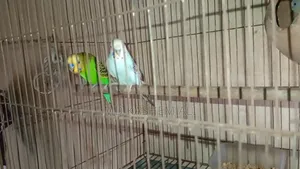 Budgerigar bird family with cage bowl