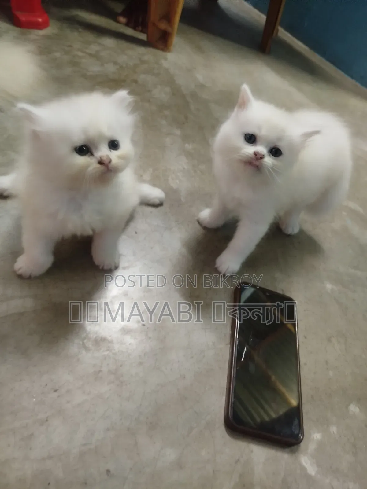 1-3 Months Female Purebred Persian