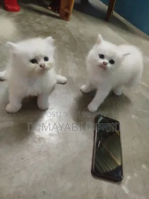 1-3 Months Female Purebred Persian