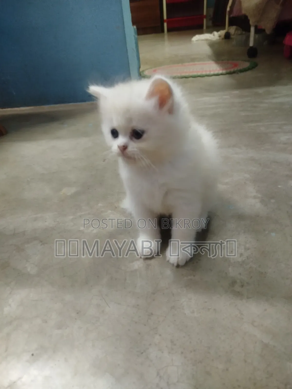1-3 Months Female Purebred Persian