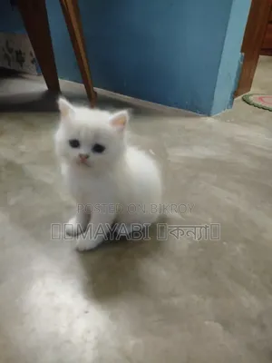 1-3 Months Female Purebred Persian