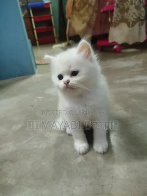 1-3 Months Female Purebred Persian