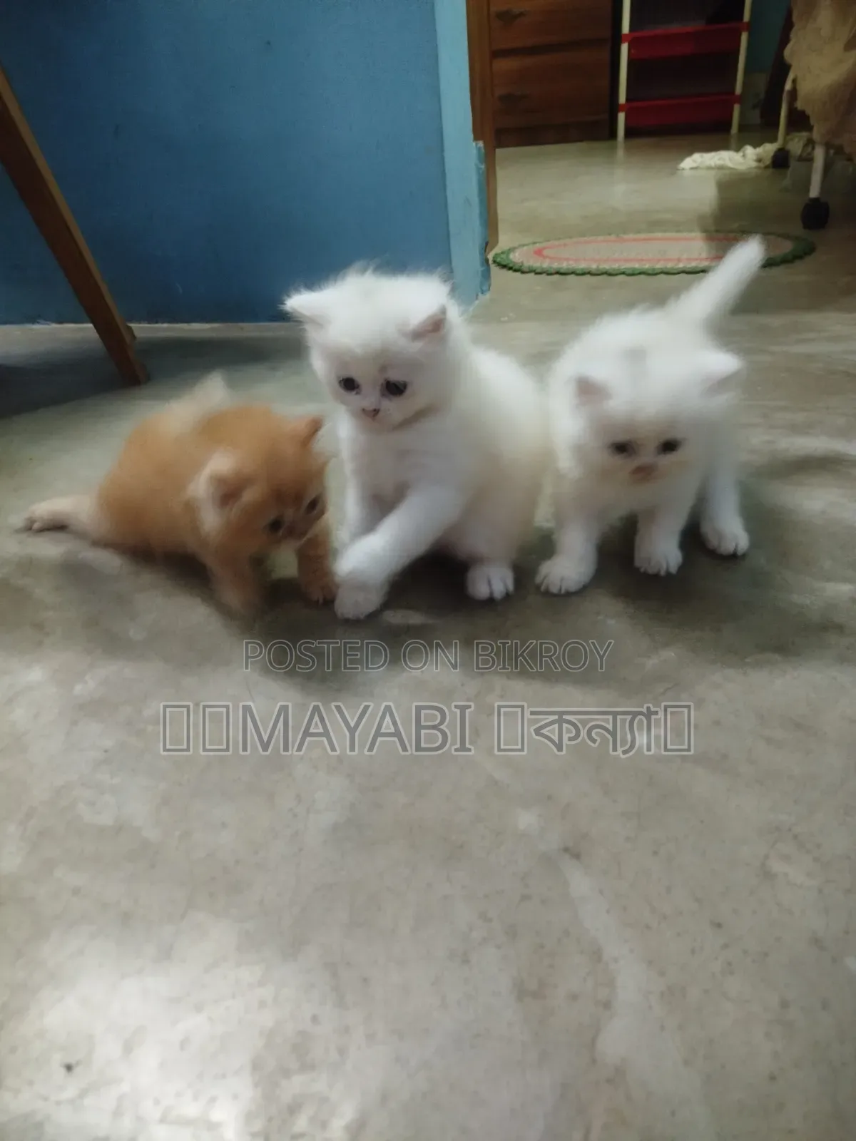 1-3 Months Female Purebred Persian
