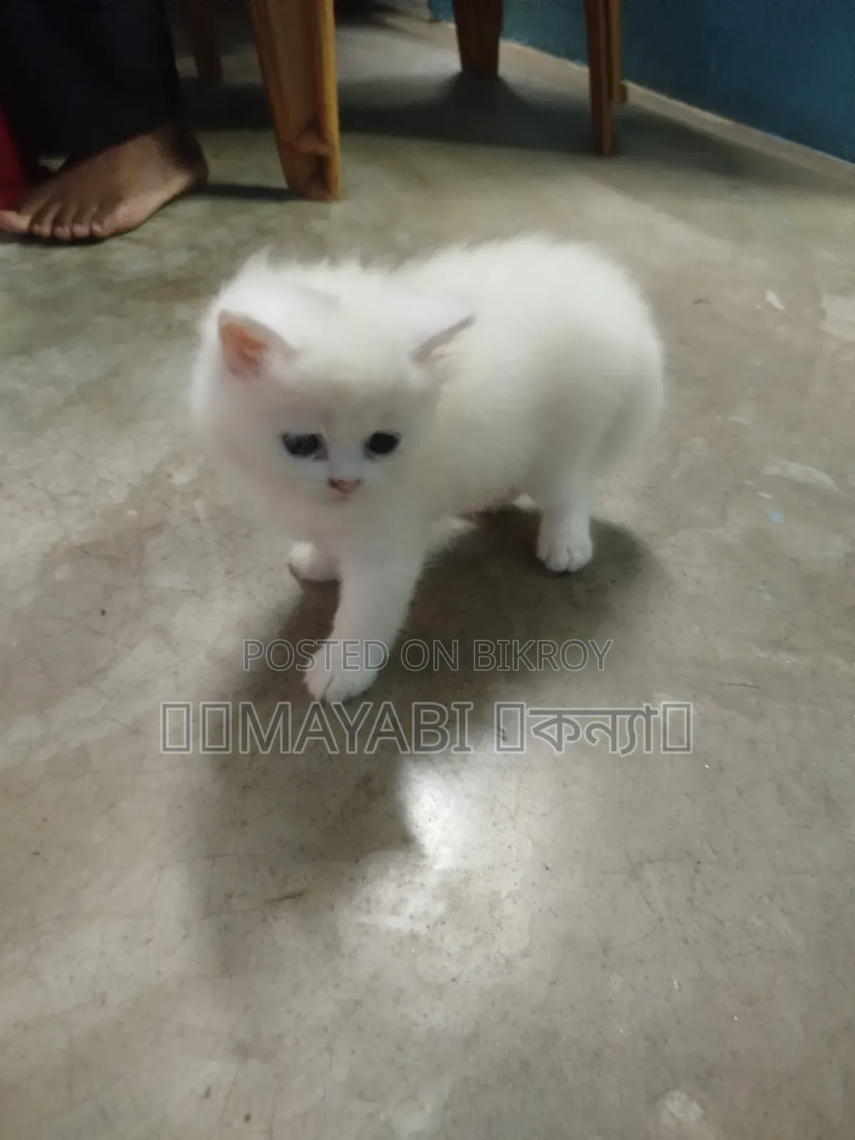 1-3 Months Female Purebred Persian