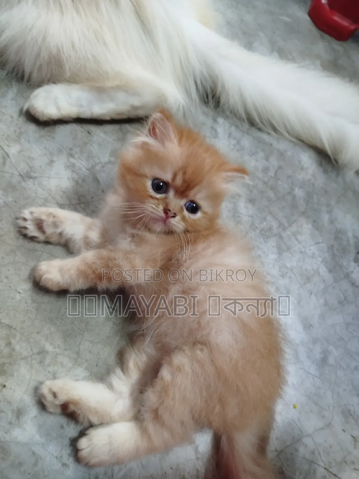1-3 Months Female Purebred Persian