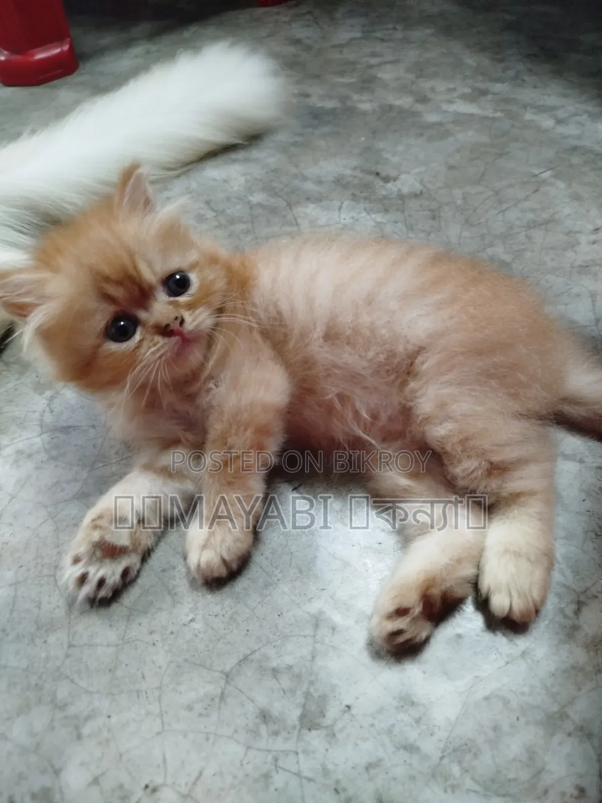 1-3 Months Female Purebred Persian