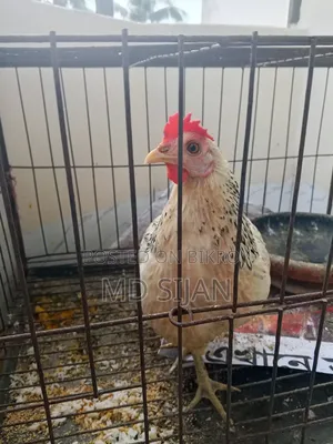 Desi Hen