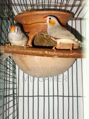 Two Pairs Prince Birds