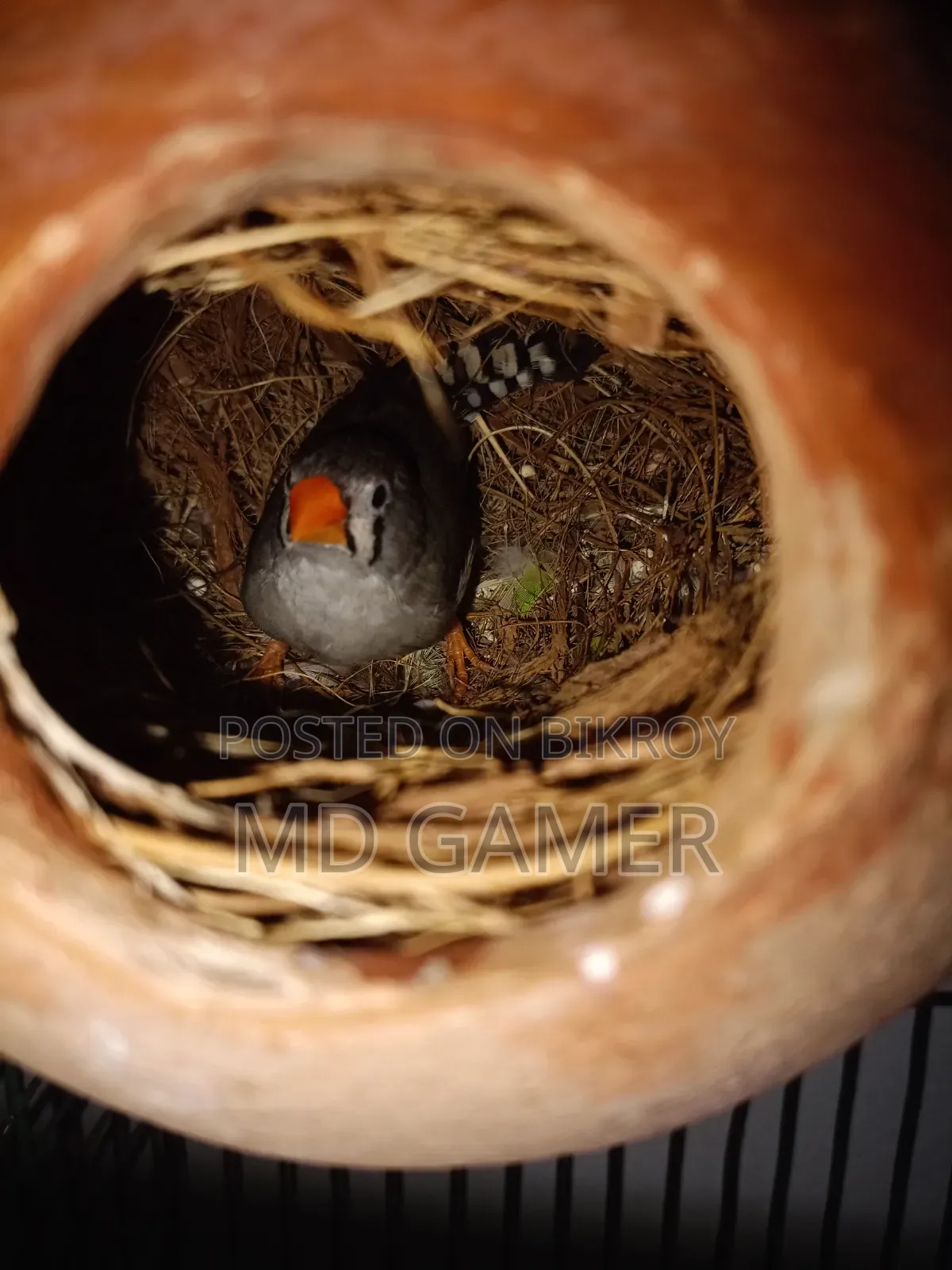 Two Pairs Prince Birds