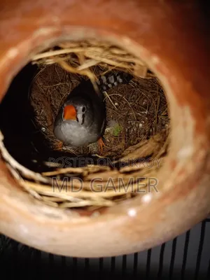 Two Pairs Prince Birds