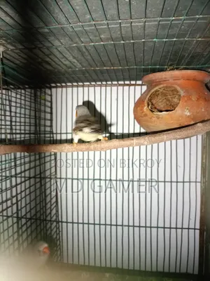 Two Pairs Prince Birds