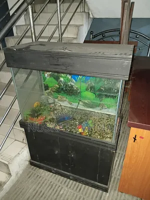 Fish Aquarium