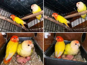 Lutino Red Head Opaline Lovebird with 2 babies