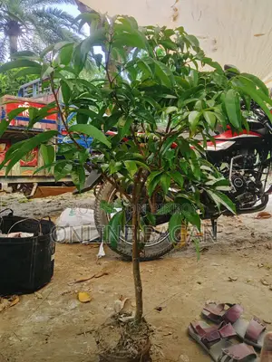 High Yielding China-3 Litchi Mother Graft Sapling