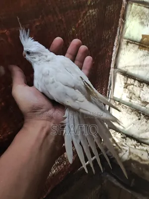 Cockatiel Albino Baby