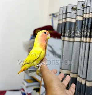 ফুল ট্রেন লাভ বার্ডস (হলুদ লাল চোখ)