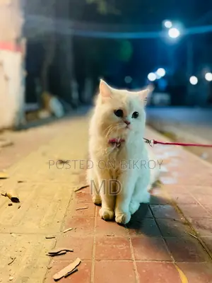 1+ Year Female Purebred Persian