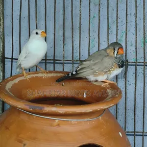Zebra Finch