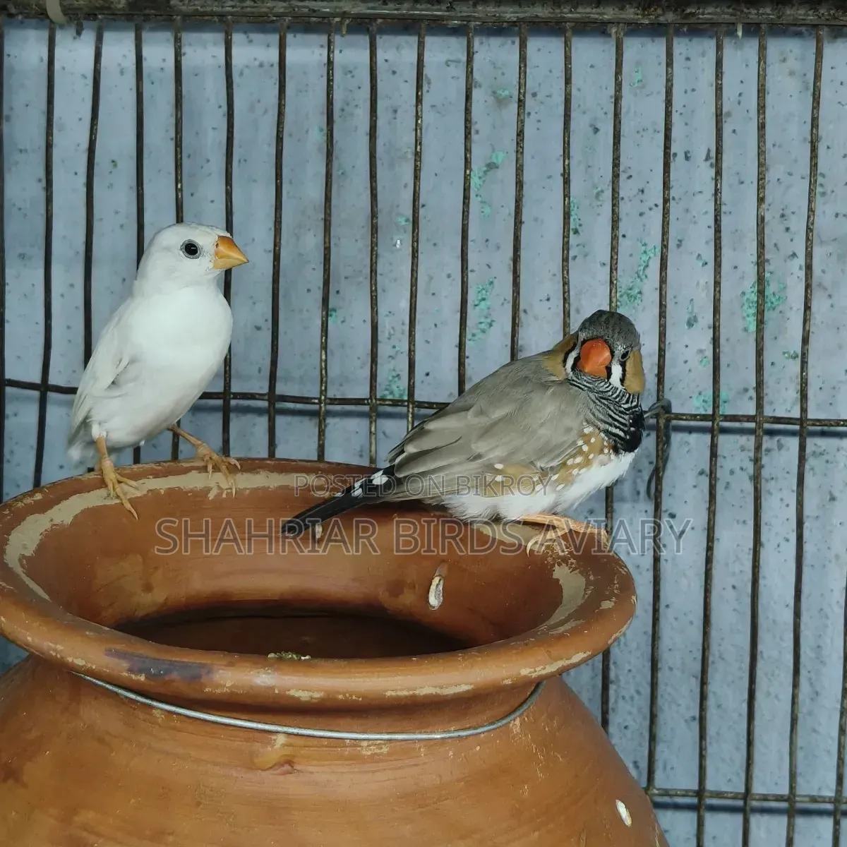 Zebra Finch