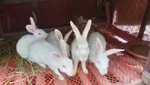 খরগোশ বিক্রয়