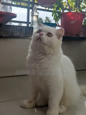 1+ Year Female Purebred Scottish Fold