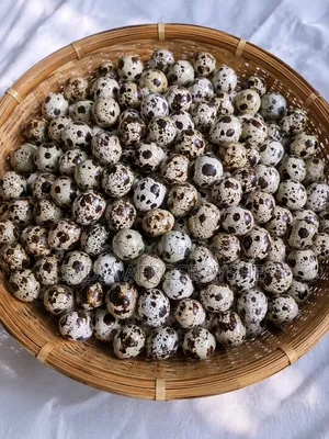 Quail Zero Age Chicks