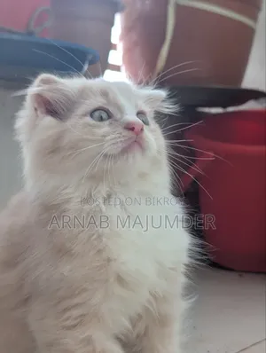 0-1 Month Male Purebred Scottish Fold