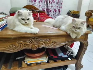 6-12 Months Male Purebred Persian
