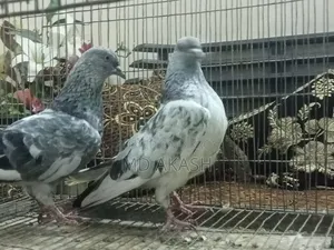 সিলভার রানিং জোড়া